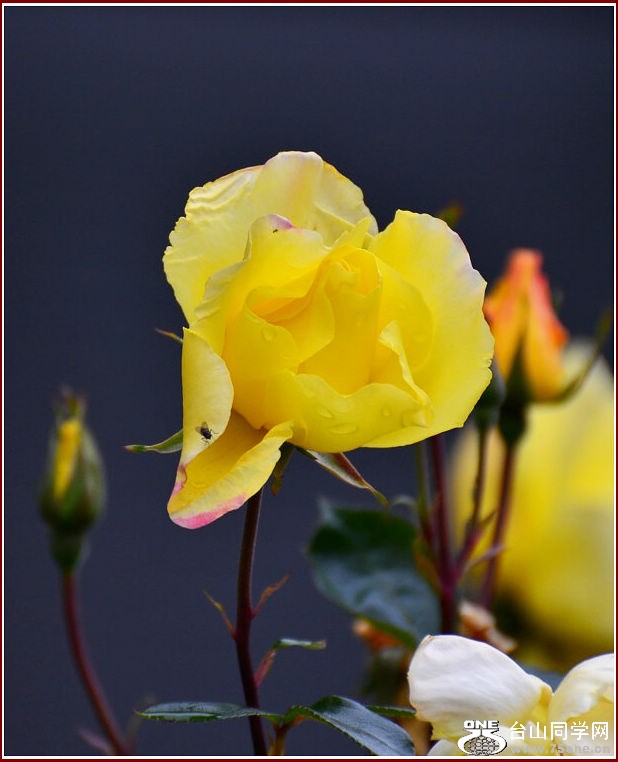 DSC_2342.jpg