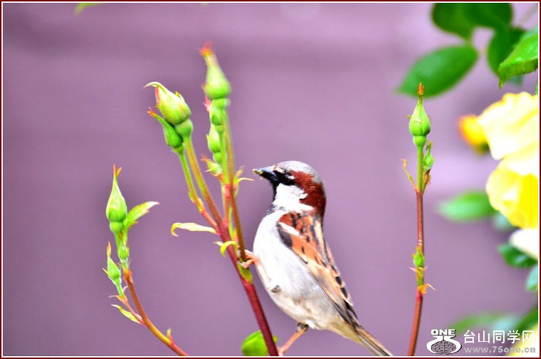 DSC_2345.jpg