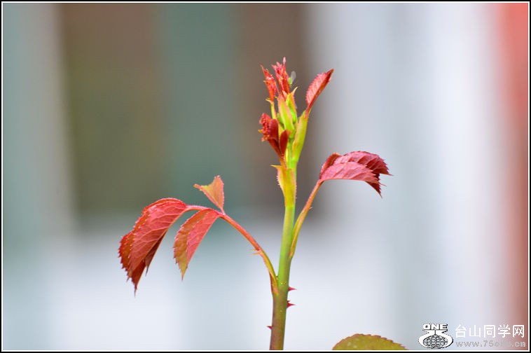 DSC_2376.jpg