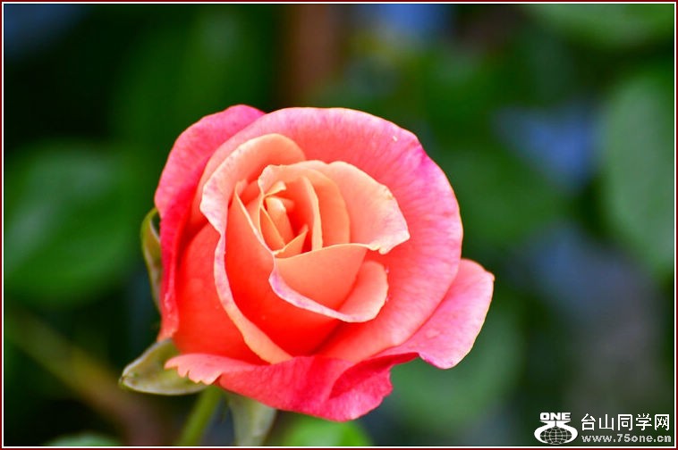 DSC_2312.jpg