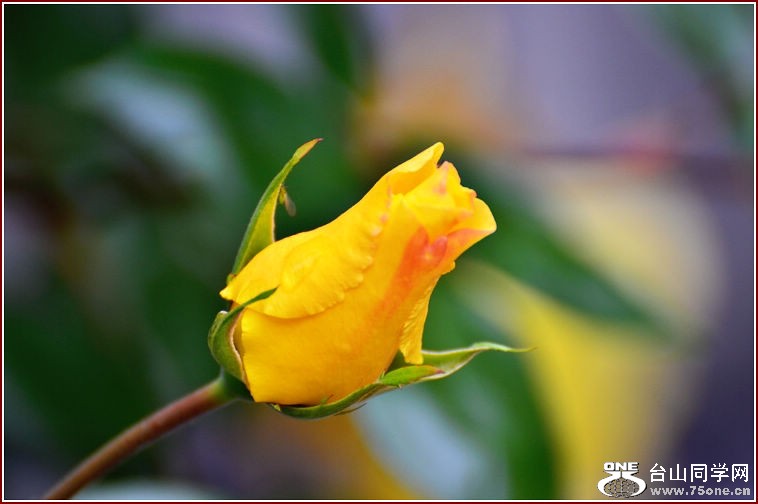 DSC_2324.jpg
