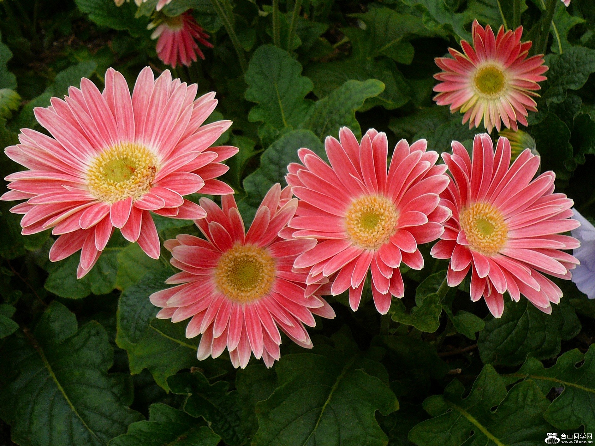 P1010328 - Copy.JPG