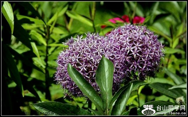 ������С IMG_4080.JPG