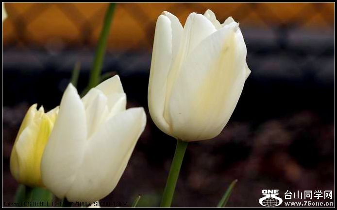 ������С IMG_3188.JPG