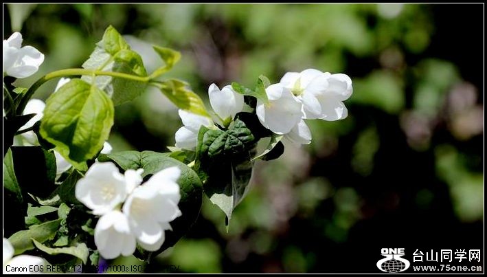 ������С IMG_4047.JPG