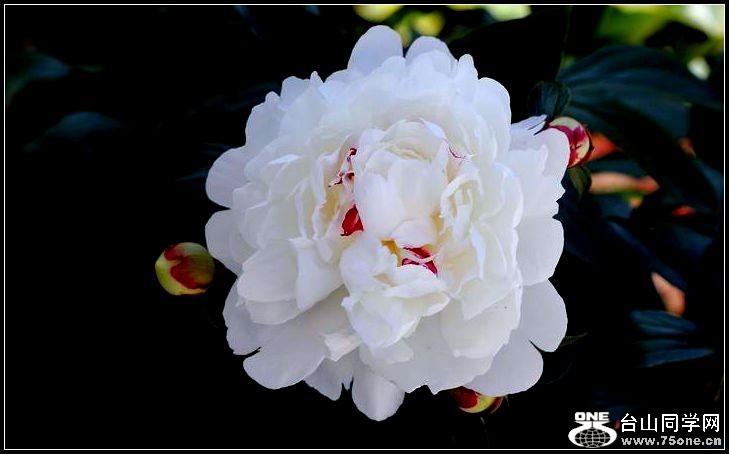 ������С IMG_4046.JPG