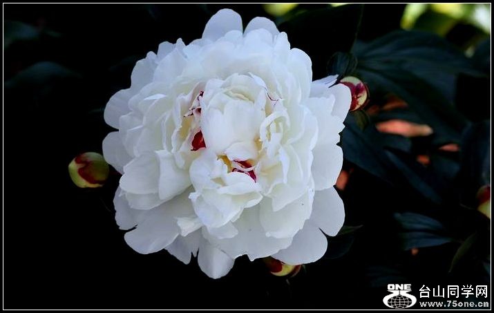 ������С IMG_4045.JPG