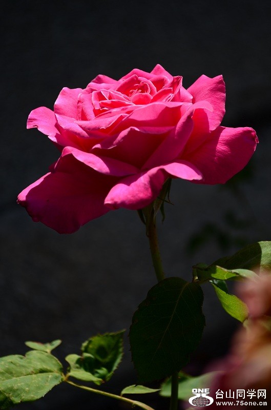 n008.jpg
