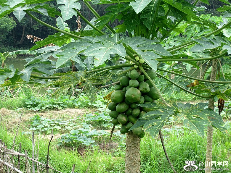 ���塢ʯ�� 105_conew1.jpg