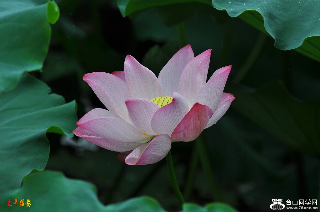 DSC_0062.JPG