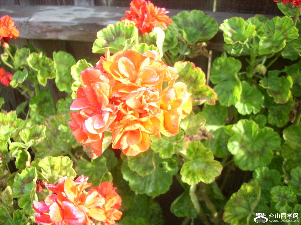 DSCN4683.JPG