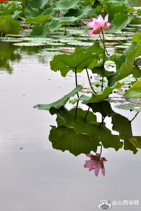 DSC_7810.JPG