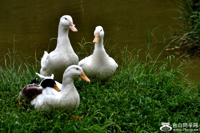 DSC_7942.JPG