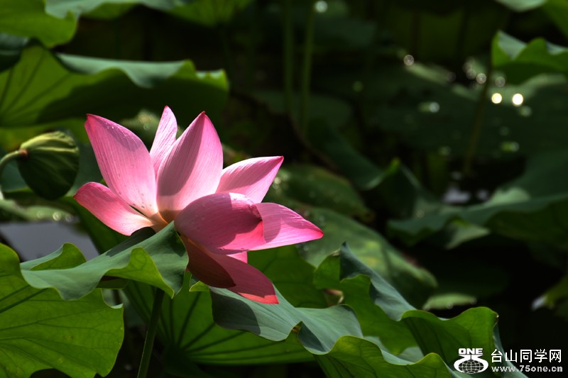 DSC_7827.JPG