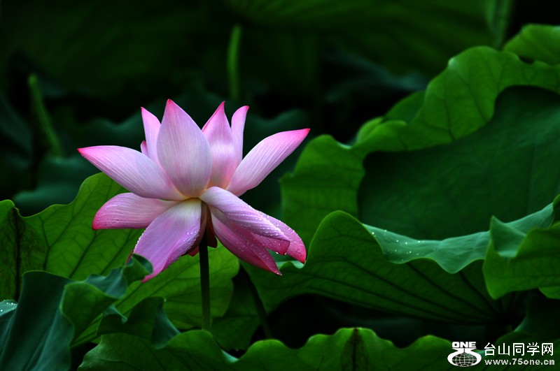 DSC_7744.JPG