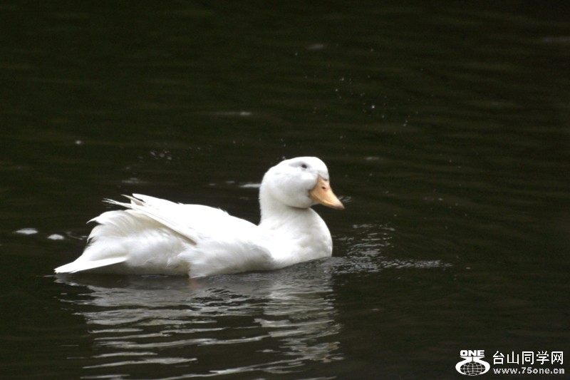 DSC_7967.JPG