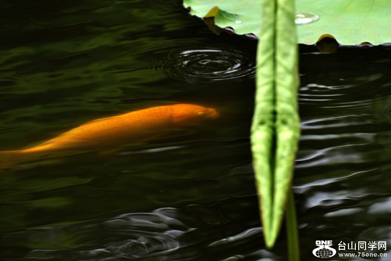 DSC_7867.JPG