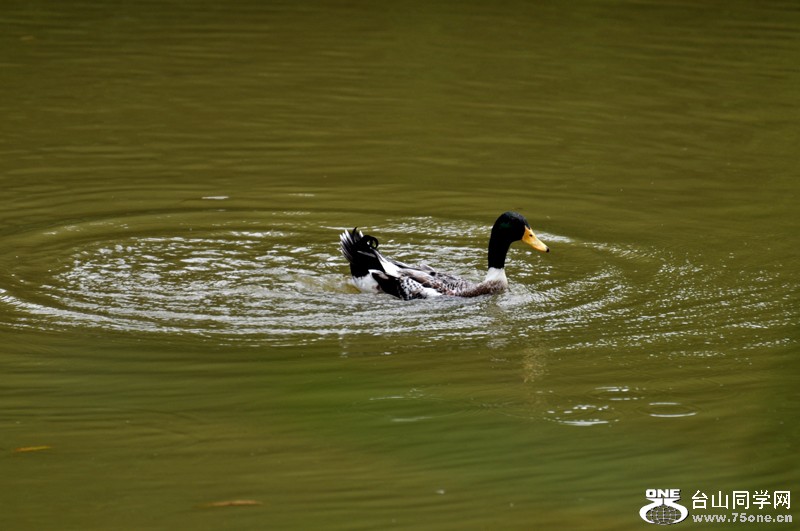 DSC_7959.JPG