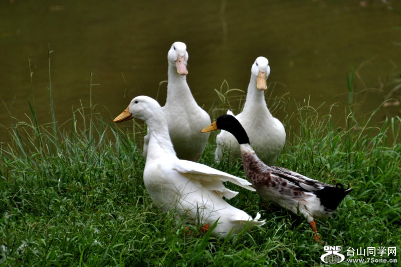 DSC_7941.JPG