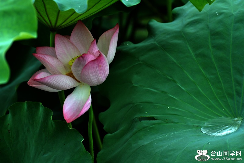 DSC_7931.JPG