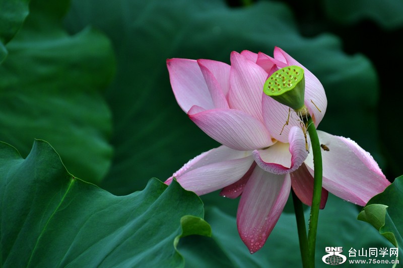 DSC_7738.JPG