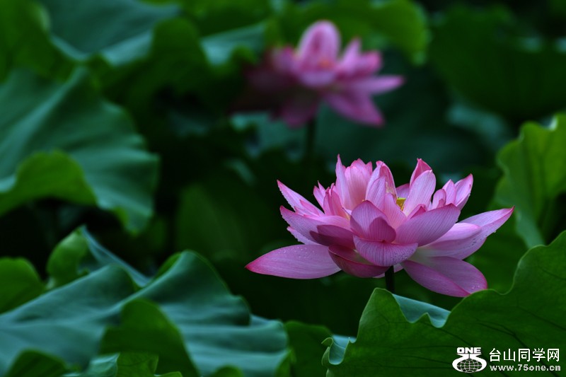 DSC_7889.JPG
