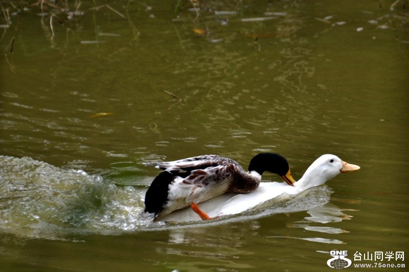 DSC_7946.JPG