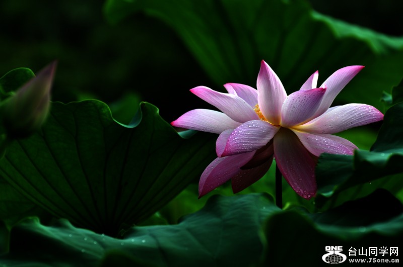 DSC_7779.JPG