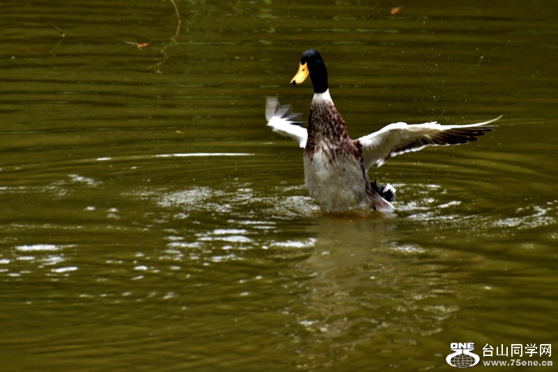 DSC_7956.JPG
