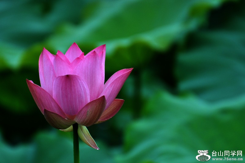 DSC_7766.JPG