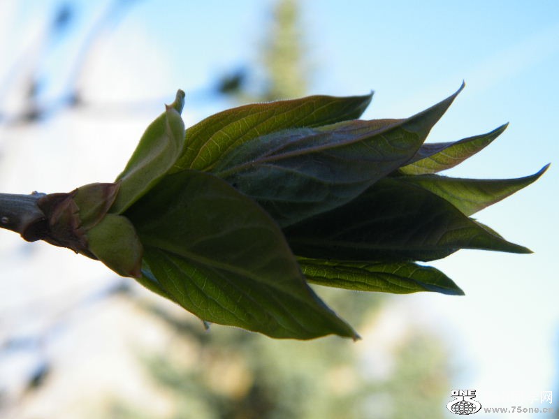 DSCF4077.JPG