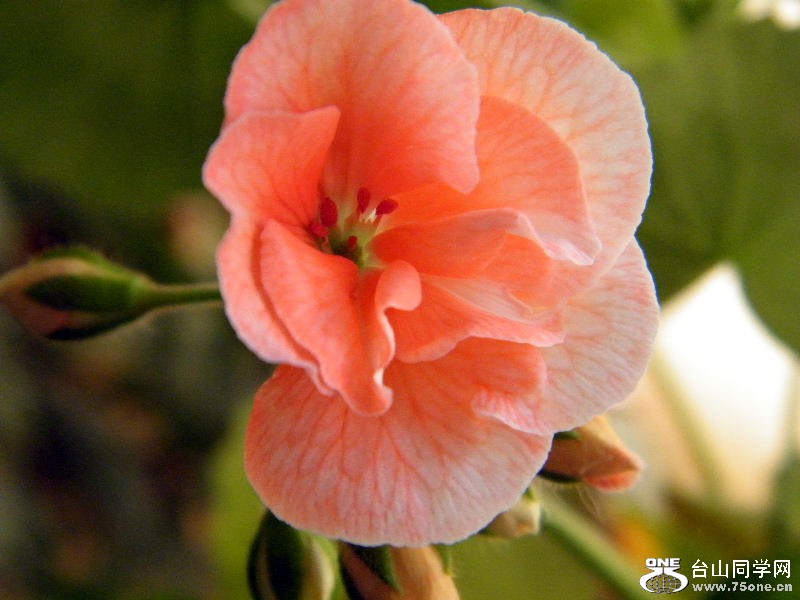 DSCF3966.JPG