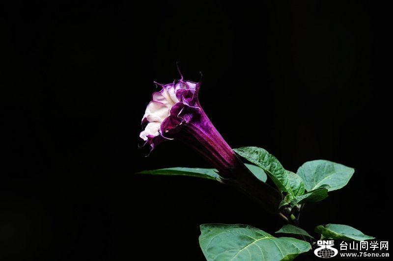 DSC_5350.JPG