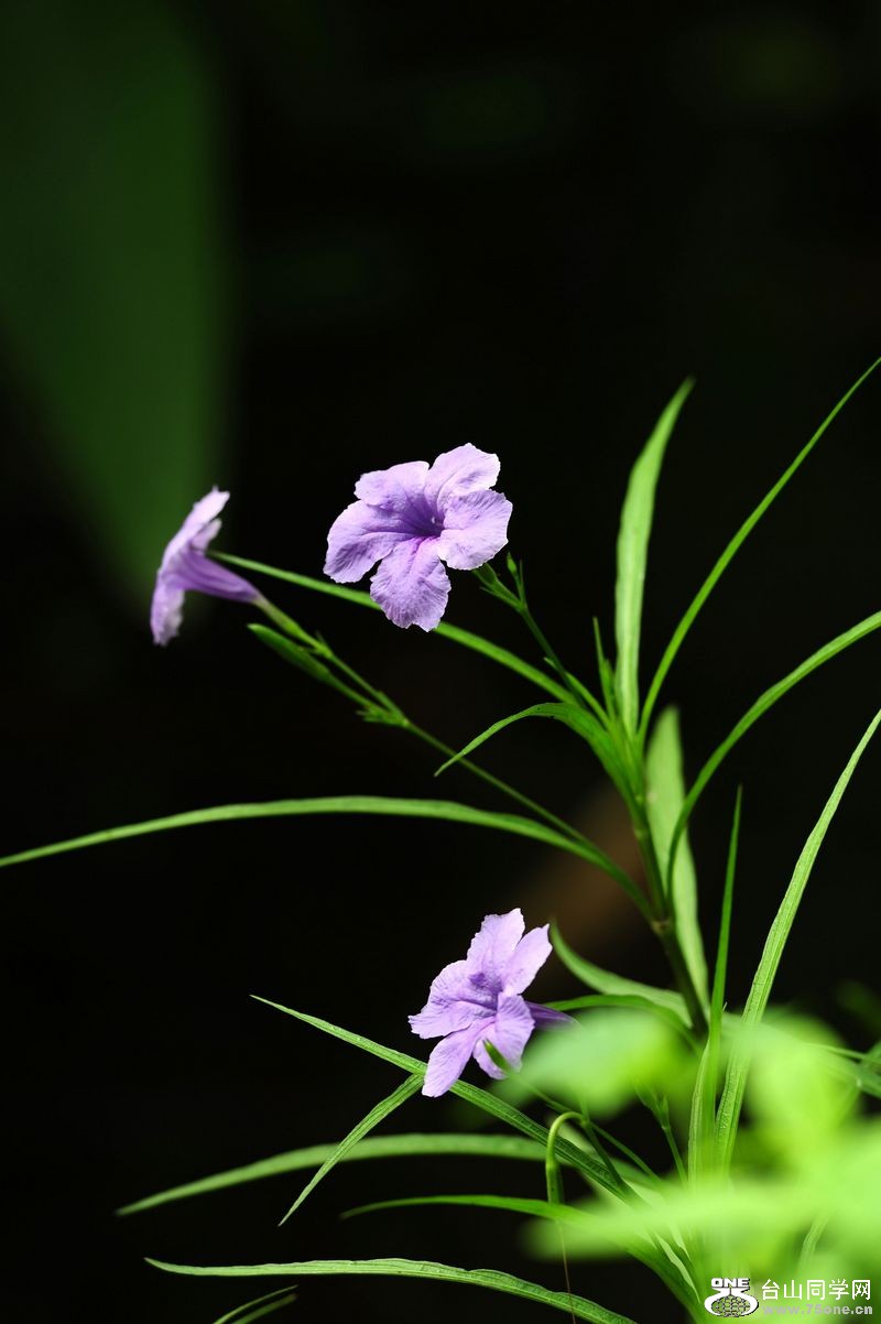 DSC_5903.JPG