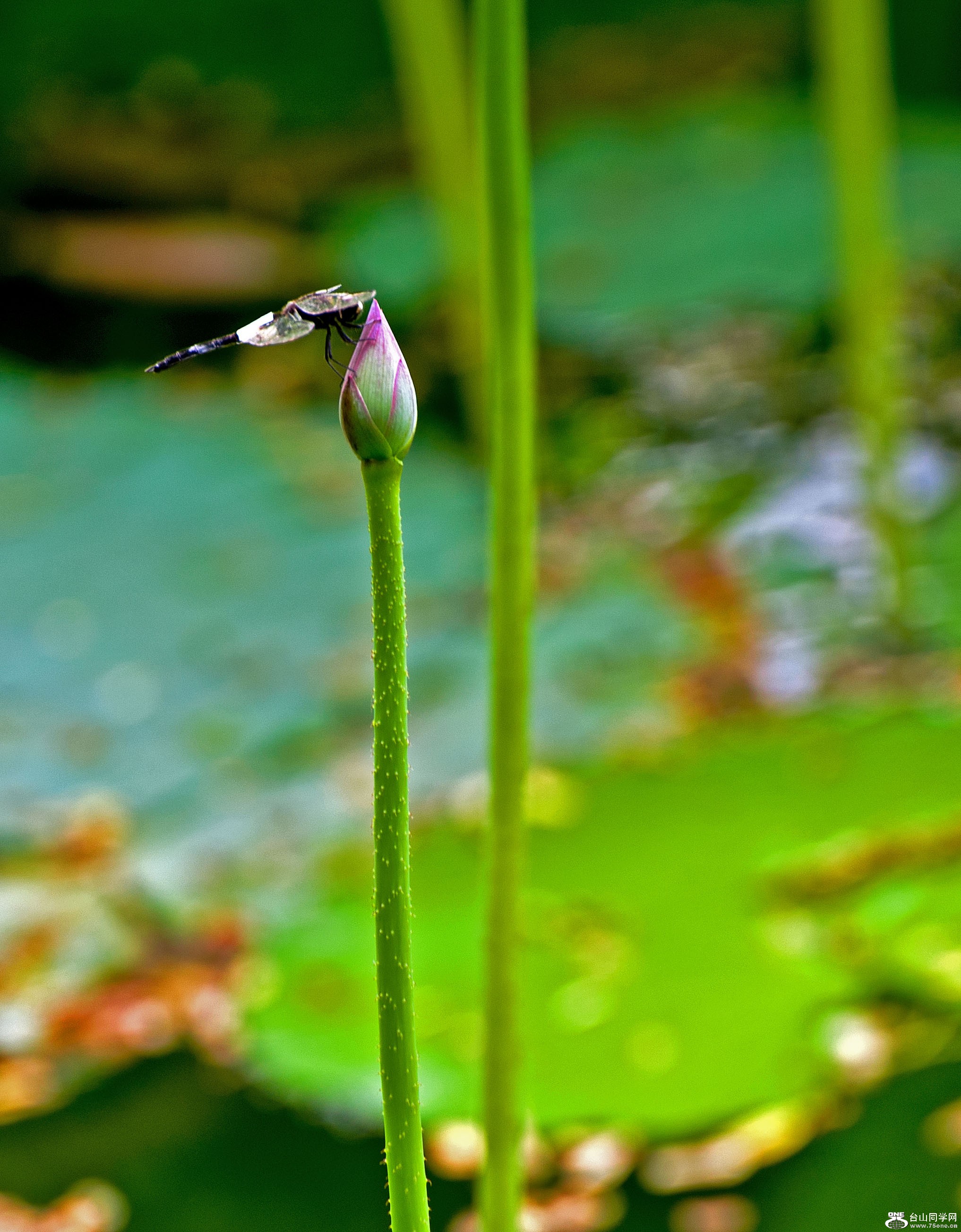 DSC_2570.jpg