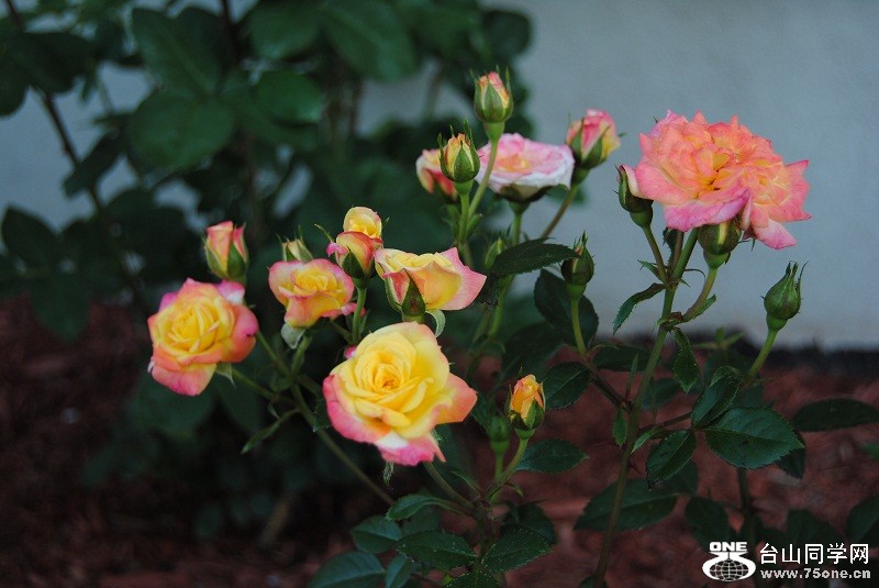 DSC_3120.JPG