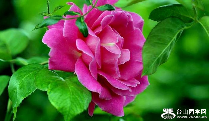 ������С IMG_4949.JPG