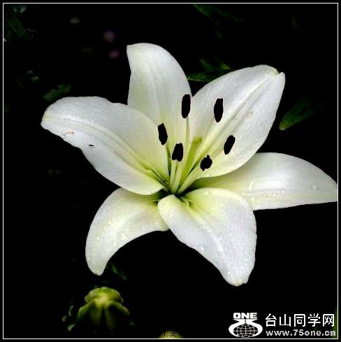 ������С IMG_4946.JPG