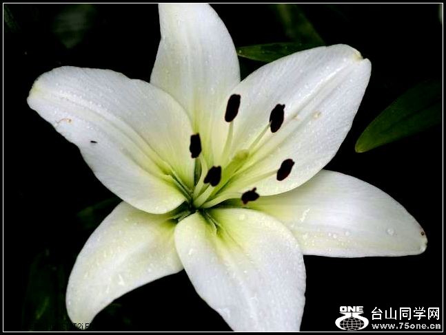 ������С IMG_4940.JPG