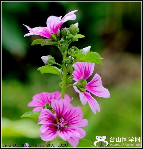 ������С IMG_4953.JPG