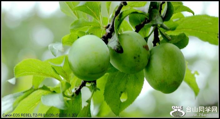 ������С IMG_4969.JPG