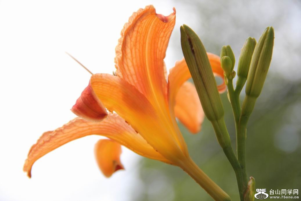 ������С IMG_6333.JPG