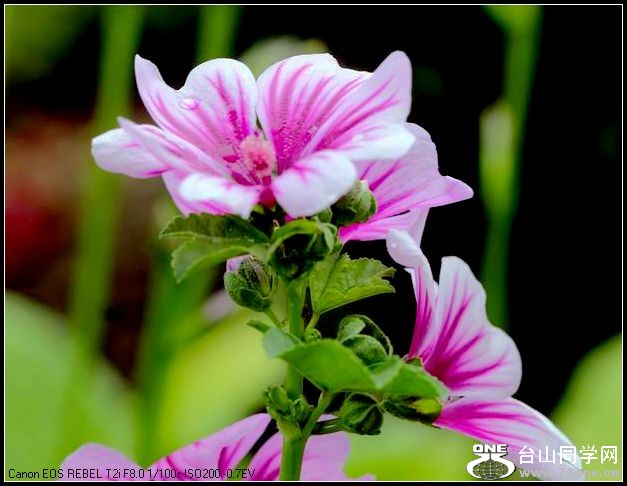 ������С IMG_4955.JPG