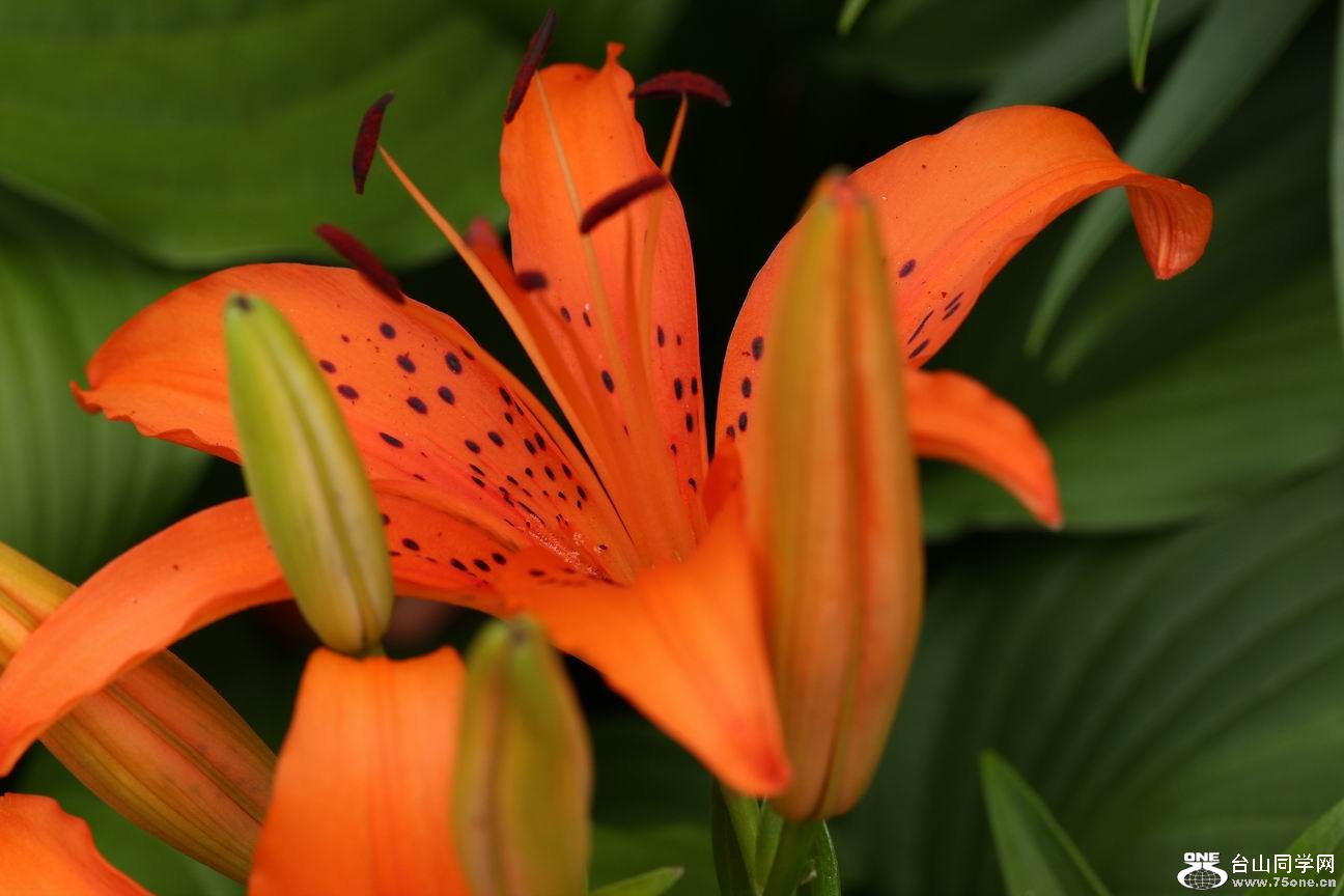 ������С IMG_6537.JPG