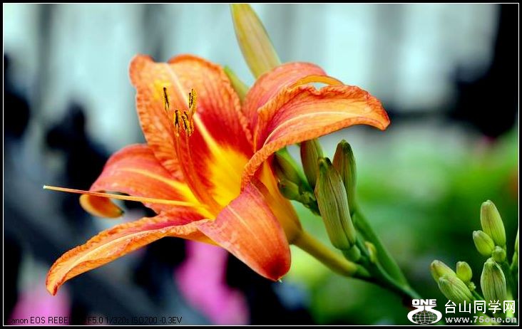 ������С IMG_4931.JPG