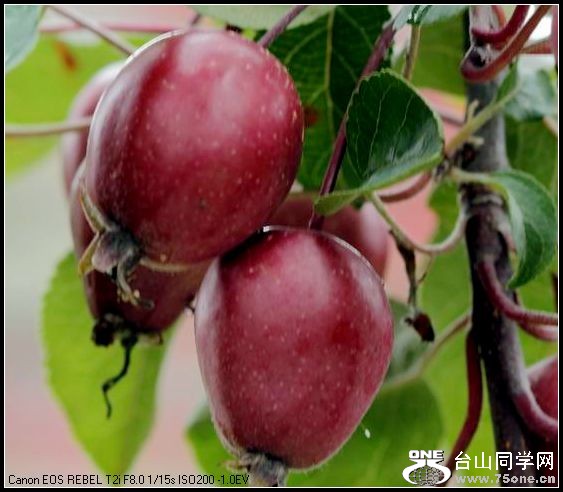 ������С IMG_4966.JPG