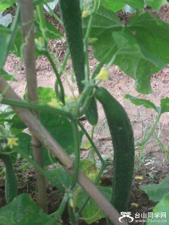 CIMG7144.JPG