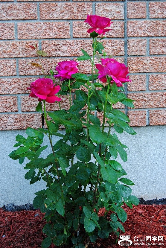 DSC_3099.JPG