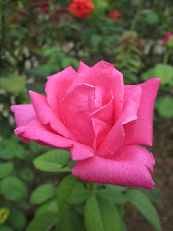 IMG_2888_.jpg