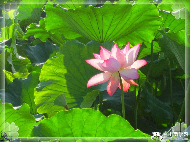 ���������� 018_conew1.jpg